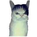 grump