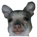 saddog saddog