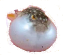 pufferboi