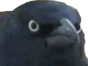 pigeonwut pigeonwut