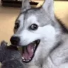 jokedoge
