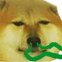 C1_cheemsWEIRDsniff C1_cheemsWEIRDsniff