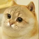 coge