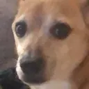 doggo