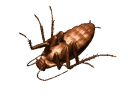 ghostCockroach