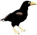 kra kra