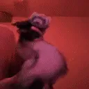 hyperferretdance hyperferretdance