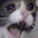 CatCry