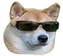 coolshiba
