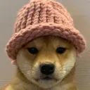 dog dog
