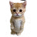 cutekitty