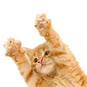kittenwave