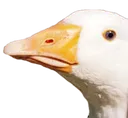 dgoose_honk