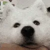BOOP