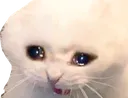 sadcat