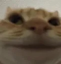 neutral_cat