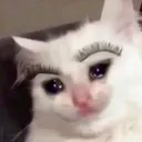 Catastrophe_Eyebrows