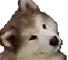 dogheadtilt dogheadtilt