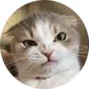 angry_cat