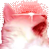 cattodeku