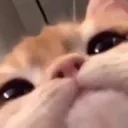 henlo henlo