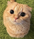 :cateyes: Discord Emote
