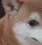 D1_nondogeHEHE