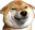 D4_nondogeSMILE