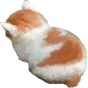 catangy Discord emoji