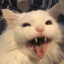 Catto catto Discord Emoji