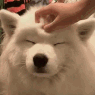 :emoji_71: Discord Emote
