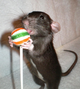 :ratlicc: Discord Emote