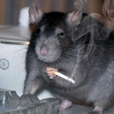 :stonedrat: Discord Emote