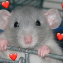 :ratlove: Discord Emote