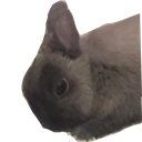 :wellingtonpeekaboo: Discord Emote