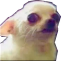 judgingchihuahua judgingchihuahua