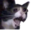 sadcat