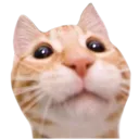 youwot