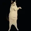 Catastrophe_KittyCat