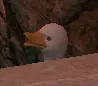peek