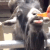 :Goat: Discord Emote