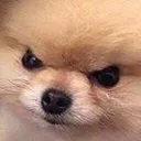 doggoAngery