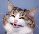 CarlyNhos_Cassi Discord emoji