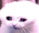 screamingcat