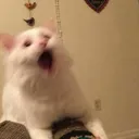 SurprisedKitty Discord Emoji