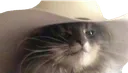 cowboycatto