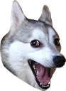 dogChamp