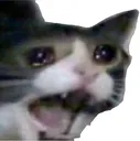 cry