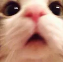 catShook