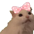 kittyMYAA_petaliana